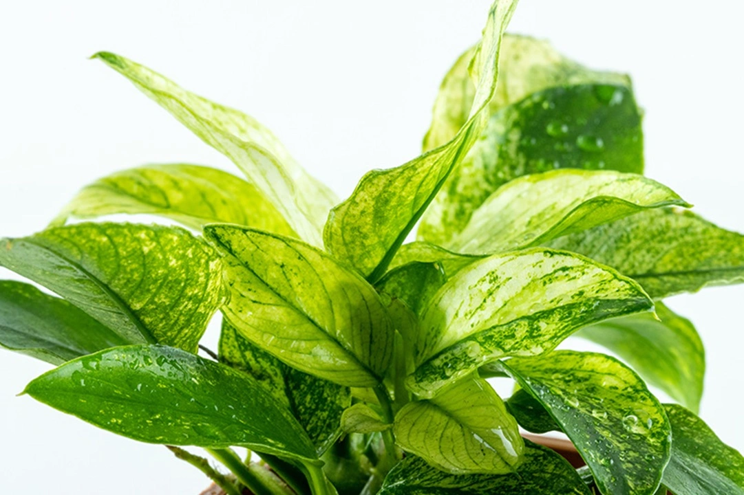 Tropica Akvarieplante Clips Anubias barteri var. nana 'Pinto'